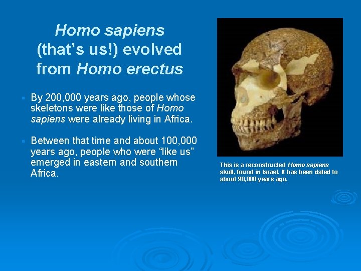 Homo sapiens (that’s us!) evolved from Homo erectus § By 200, 000 years ago,