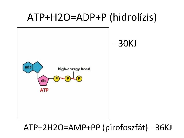 ATP+H 2 O=ADP+P (hidrolízis) - 30 KJ ATP+2 H 2 O=AMP+PP (pirofoszfát) -36 KJ