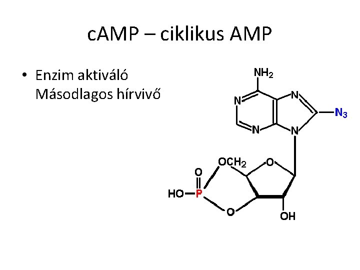 c. AMP – ciklikus AMP • Enzim aktiváló Másodlagos hírvivő 