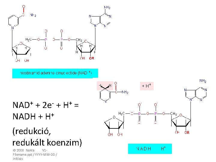 NAD+ + 2 e- + H+ = NADH + H+ (redukció, redukált koenzim) ©