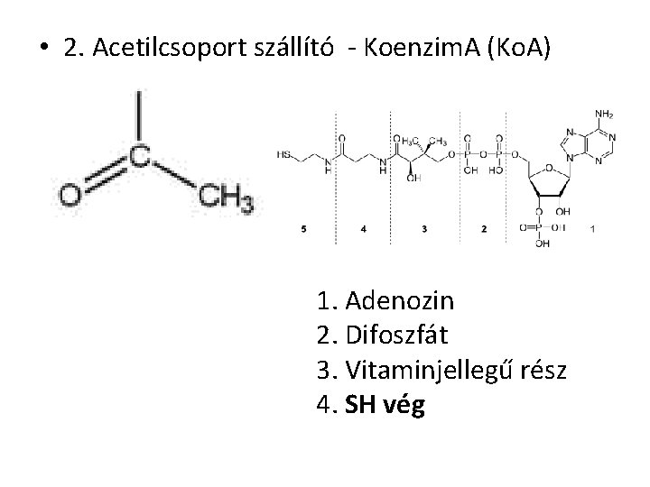  • 2. Acetilcsoport szállító - Koenzim. A (Ko. A) 1. Adenozin 2. Difoszfát