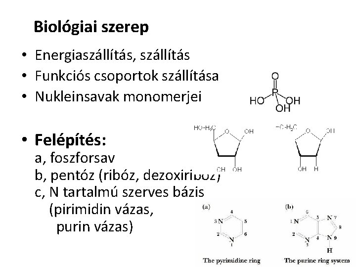 Biológiai szerep • Energiaszállítás, szállítás • Funkciós csoportok szállítása • Nukleinsavak monomerjei • Felépítés: