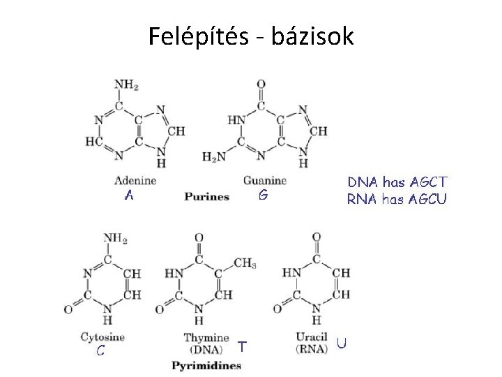 Felépítés - bázisok 