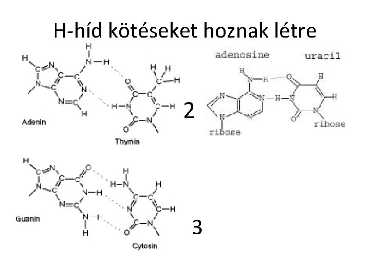 H-híd kötéseket hoznak létre 2 3 