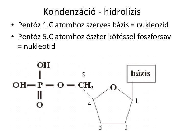 Kondenzáció - hidrolízis • Pentóz 1. C atomhoz szerves bázis = nukleozid • Pentóz