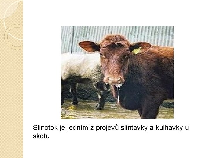 Slinotok je jedním z projevů slintavky a kulhavky u skotu 