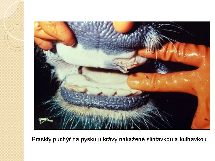 Prasklý puchýř na pysku u krávy nakažené slintavkou a kulhavkou 