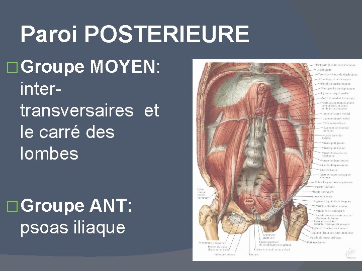 Paroi POSTERIEURE � Groupe MOYEN: intertransversaires et le carré des lombes � Groupe ANT: