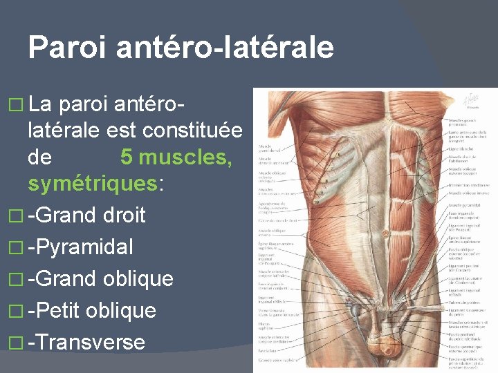 Paroi antéro-latérale � La paroi antérolatérale est constituée de 5 muscles, symétriques: � -Grand