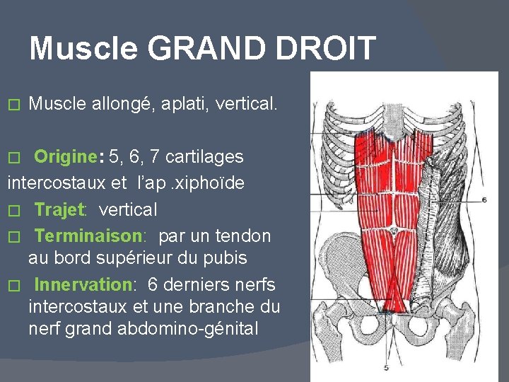 Muscle GRAND DROIT � Muscle allongé, aplati, vertical. Origine: 5, 6, 7 cartilages intercostaux