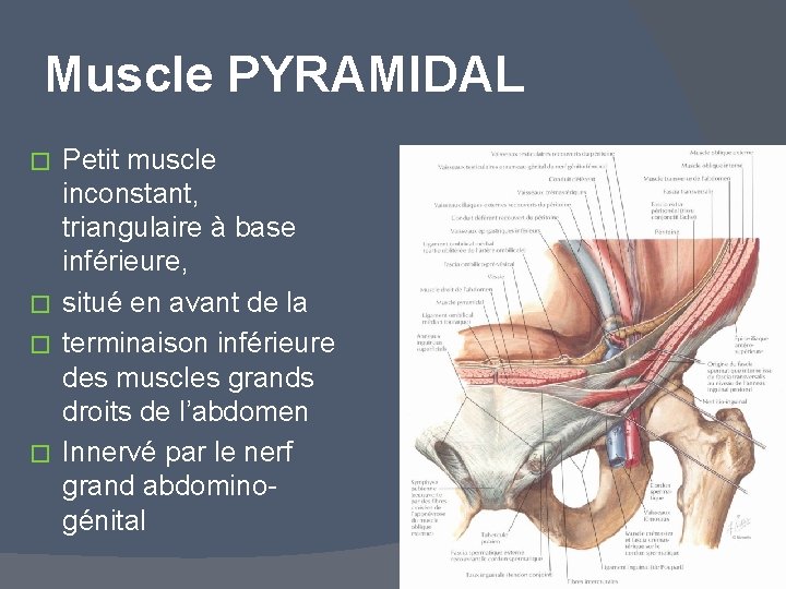 Muscle PYRAMIDAL Petit muscle inconstant, triangulaire à base inférieure, � situé en avant de