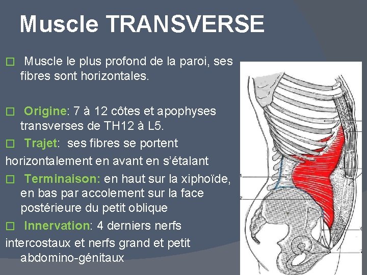 Muscle TRANSVERSE � Muscle le plus profond de la paroi, ses fibres sont horizontales.