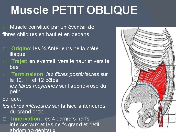 Muscle PETIT OBLIQUE Muscle constitué par un éventail de fibres obliques en haut et