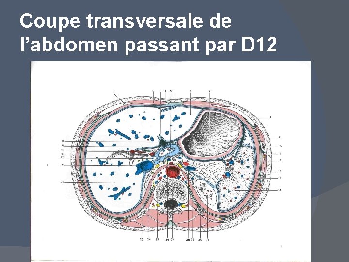 Coupe transversale de l’abdomen passant par D 12 