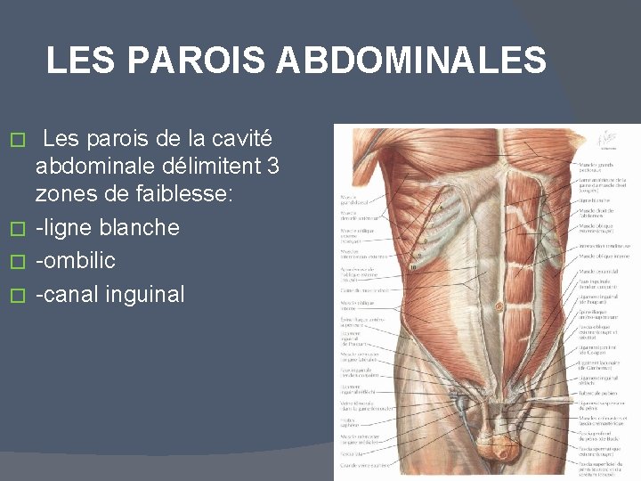 LES PAROIS ABDOMINALES Les parois de la cavité abdominale délimitent 3 zones de faiblesse: