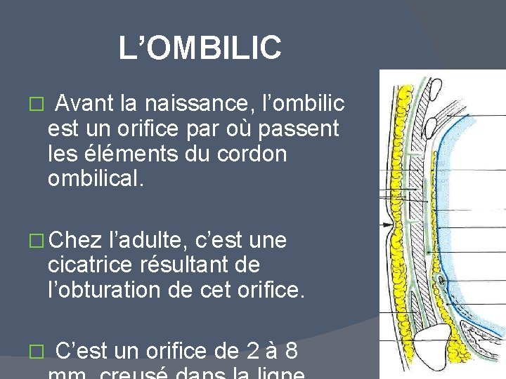 L’OMBILIC � Avant la naissance, l’ombilic est un orifice par où passent les éléments