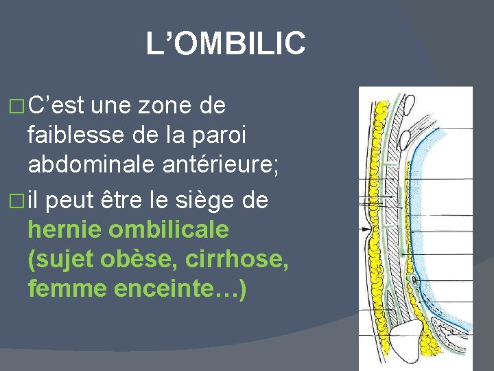 L’OMBILIC � C’est une zone de faiblesse de la paroi abdominale antérieure; � il