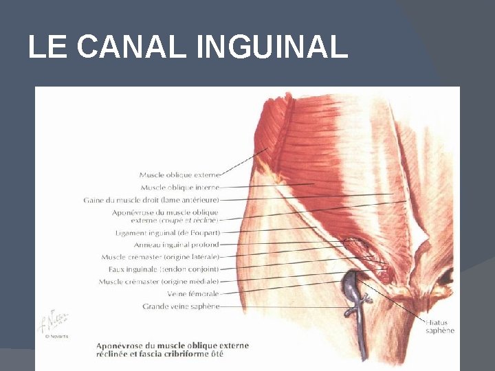 LE CANAL INGUINAL 