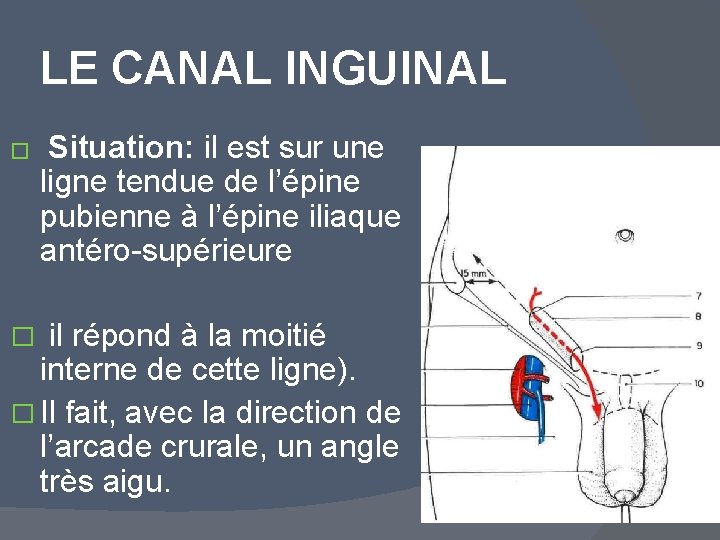 LE CANAL INGUINAL � Situation: il est sur une ligne tendue de l’épine pubienne