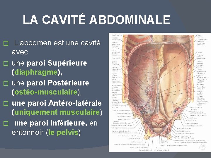 LA CAVITÉ ABDOMINALE � � � L’abdomen est une cavité avec une paroi Supérieure