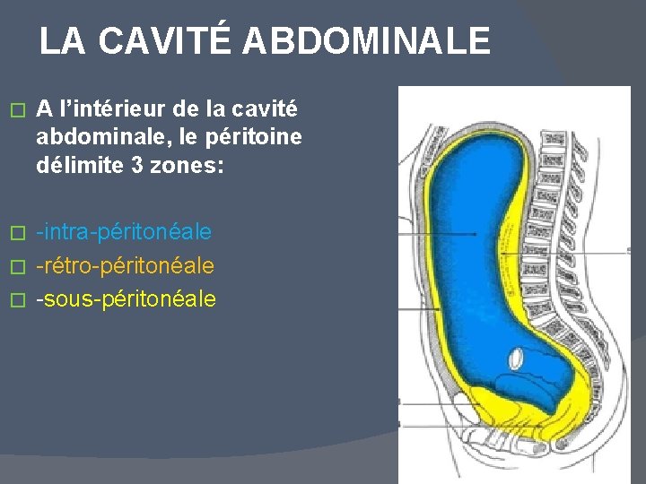LA CAVITÉ ABDOMINALE � A l’intérieur de la cavité abdominale, le péritoine délimite 3