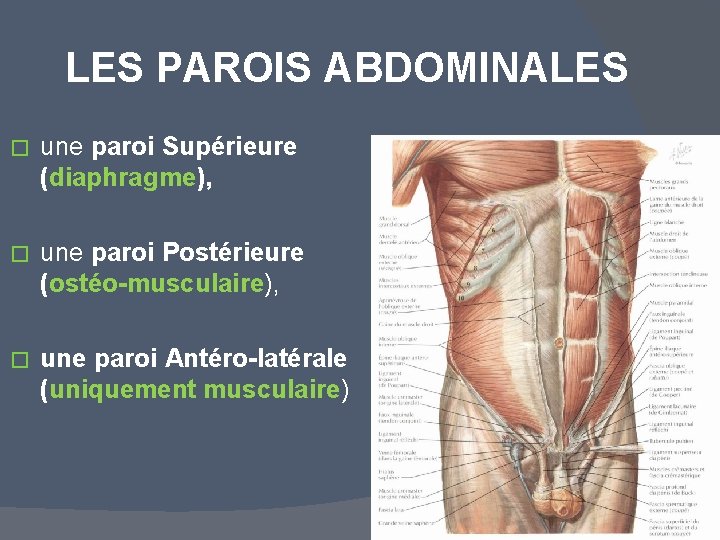 LES PAROIS ABDOMINALES � une paroi Supérieure (diaphragme), � une paroi Postérieure (ostéo-musculaire), �