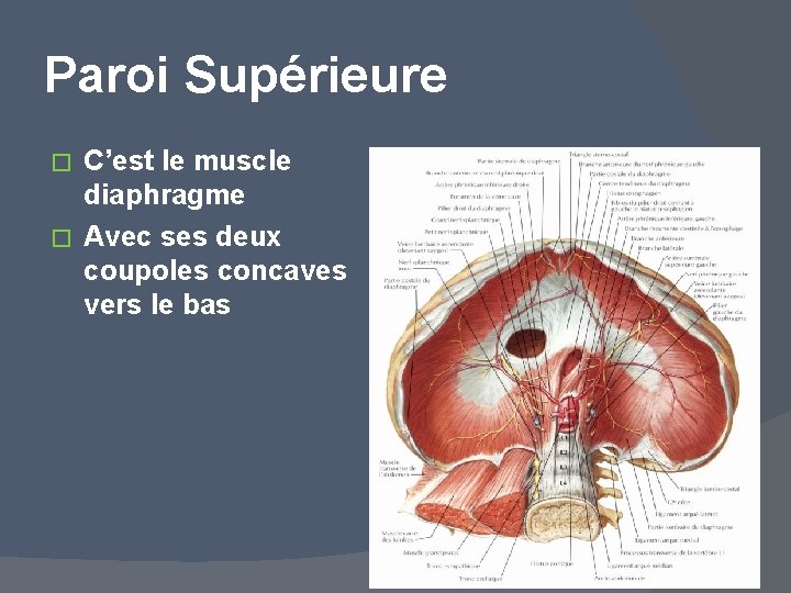 Paroi Supérieure C’est le muscle diaphragme � Avec ses deux coupoles concaves vers le