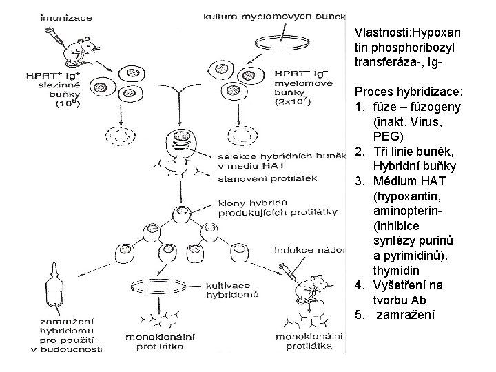 Vlastnosti: Hypoxan tin phosphoribozyl transferáza-, Ig. Proces hybridizace: 1. fúze – fúzogeny (inakt. Virus,