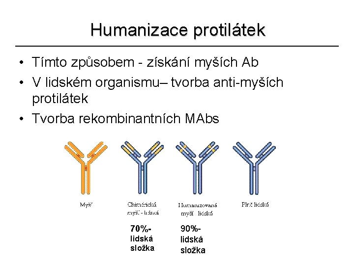 Humanizace protilátek • Tímto způsobem - získání myších Ab • V lidském organismu– tvorba