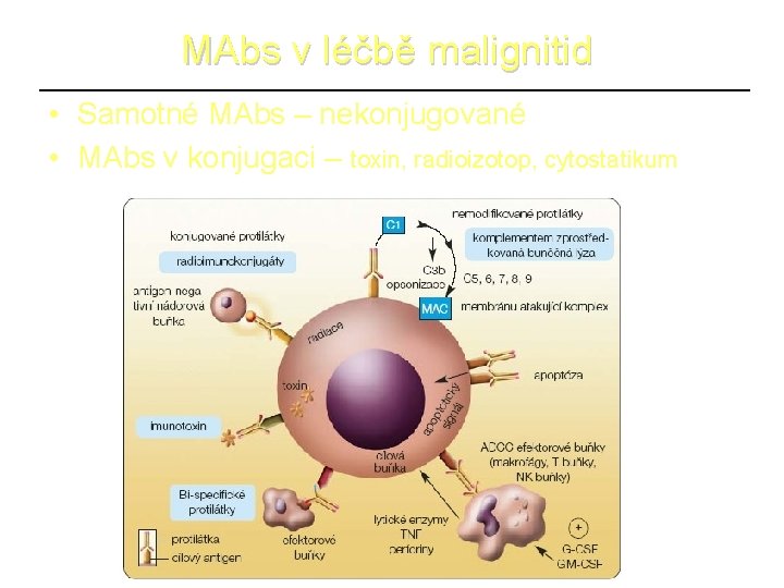 MAbs v léčbě malignitid • Samotné MAbs – nekonjugované • MAbs v konjugaci –