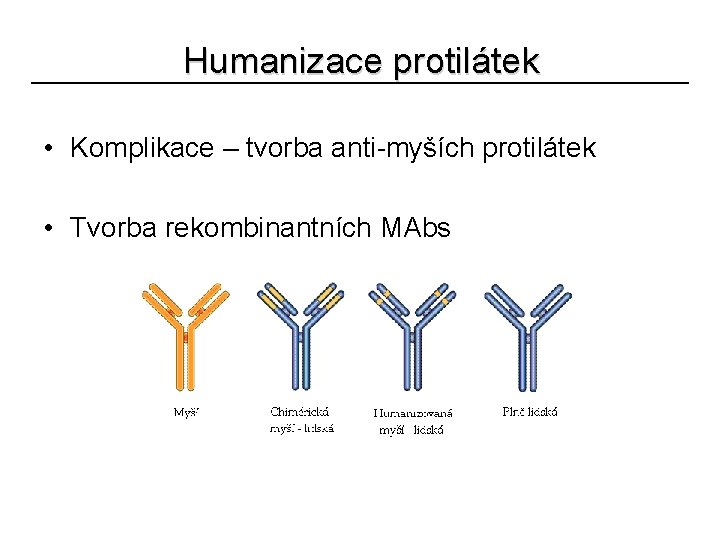 Humanizace protilátek • Komplikace – tvorba anti-myších protilátek • Tvorba rekombinantních MAbs 