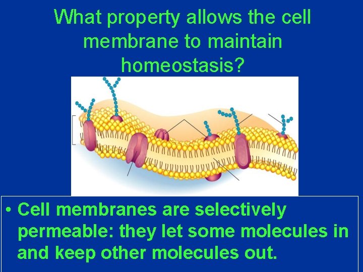 What property allows the cell membrane to maintain homeostasis? • Cell membranes are selectively What property allows the cell membrane to maintain homeostasis? • Cell membranes are selectively