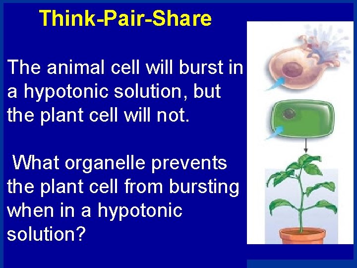 Think-Pair-Share The animal cell will burst in a hypotonic solution, but the plant cell Think-Pair-Share The animal cell will burst in a hypotonic solution, but the plant cell