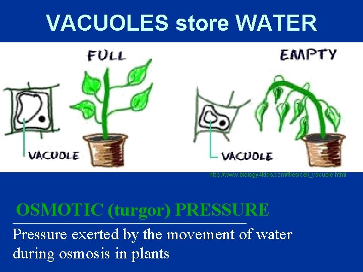 VACUOLES store WATER http: //www. biology 4 kids. com/files/cell_vacuole. html OSMOTIC (turgor) PRESSURE _______________ VACUOLES store WATER http: //www. biology 4 kids. com/files/cell_vacuole. html OSMOTIC (turgor) PRESSURE _______________