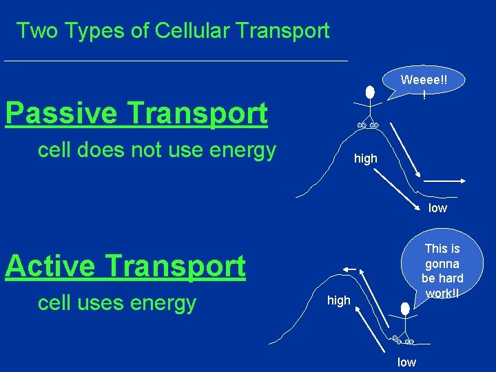 Two Types of Cellular Transport Weeee!! ! Passive Transport cell does not use energy Two Types of Cellular Transport Weeee!! ! Passive Transport cell does not use energy