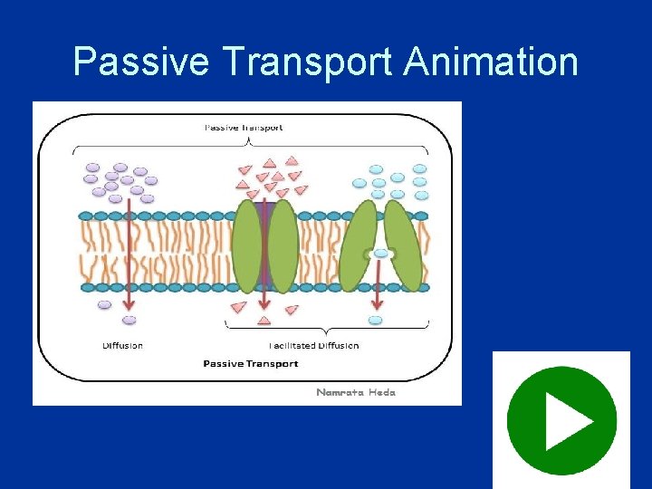 Passive Transport Animation Passive Transport Animation