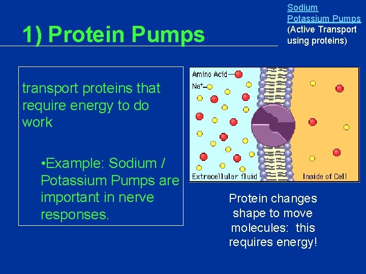 1) Protein Pumps Sodium Potassium Pumps (Active Transport using proteins) transport proteins that require 1) Protein Pumps Sodium Potassium Pumps (Active Transport using proteins) transport proteins that require
