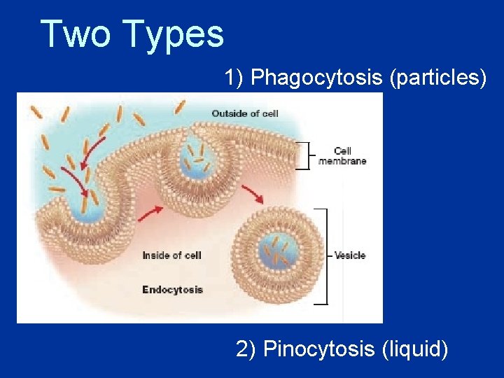 Two Types 1) Phagocytosis (particles) 2) Pinocytosis (liquid) Two Types 1) Phagocytosis (particles) 2) Pinocytosis (liquid)