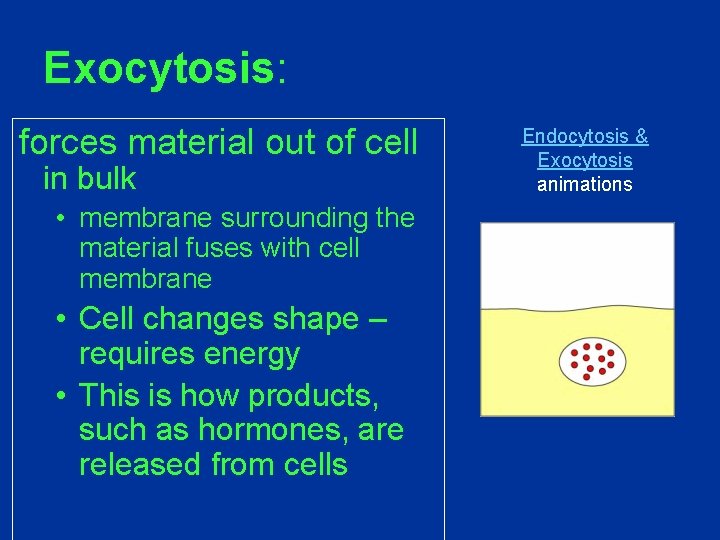 Exocytosis: forces material out of cell in bulk • membrane surrounding the material fuses Exocytosis: forces material out of cell in bulk • membrane surrounding the material fuses