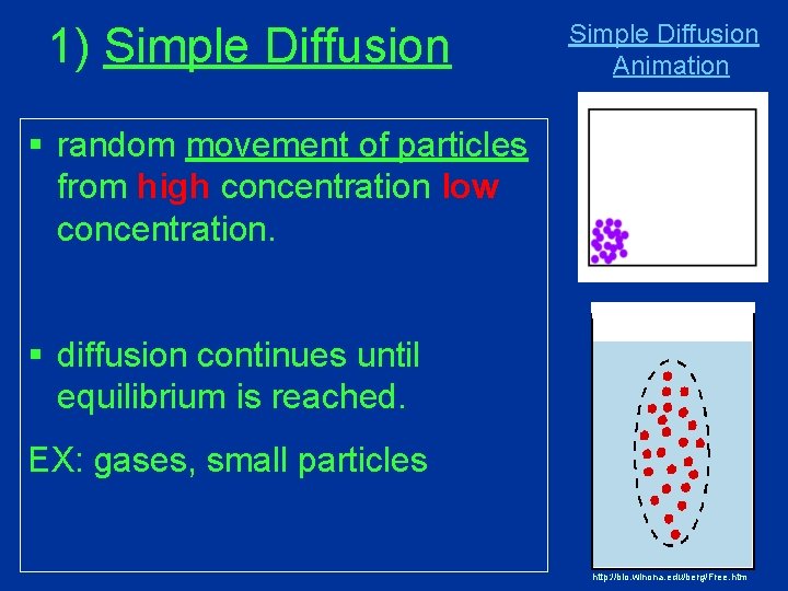 1) Simple Diffusion Animation § random movement of particles from high concentration low concentration. 1) Simple Diffusion Animation § random movement of particles from high concentration low concentration.