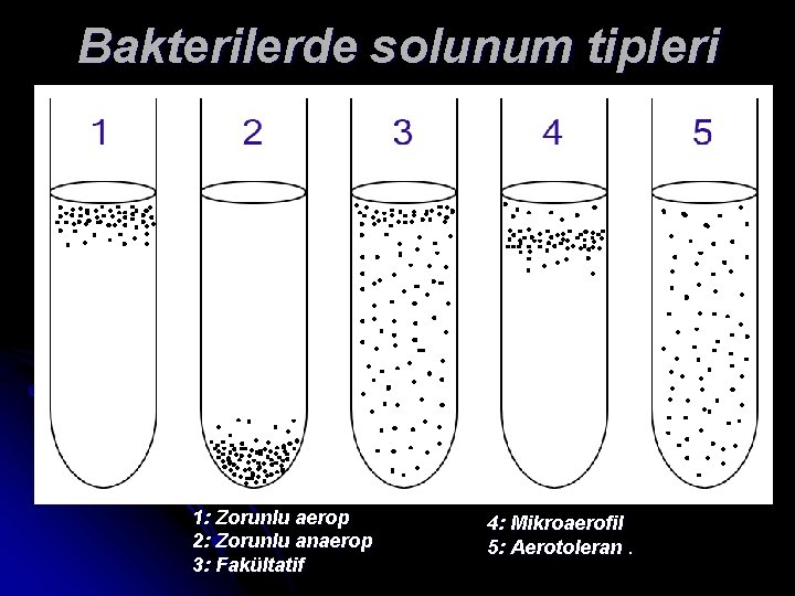 Bakterilerde solunum tipleri 1: Zorunlu aerop 2: Zorunlu anaerop 3: Fakültatif 4: Mikroaerofil 5: