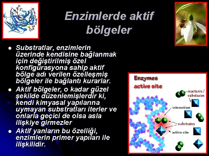 Enzimlerde aktif bölgeler l l l Substratlar, enzimlerin üzerinde kendisine bağlanmak için değiştirilmiş özel