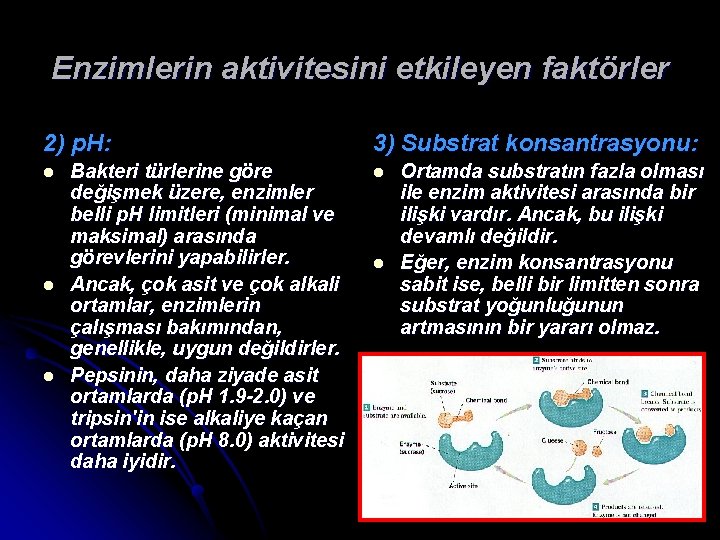 Enzimlerin aktivitesini etkileyen faktörler 2) p. H: l l l Bakteri türlerine göre değişmek