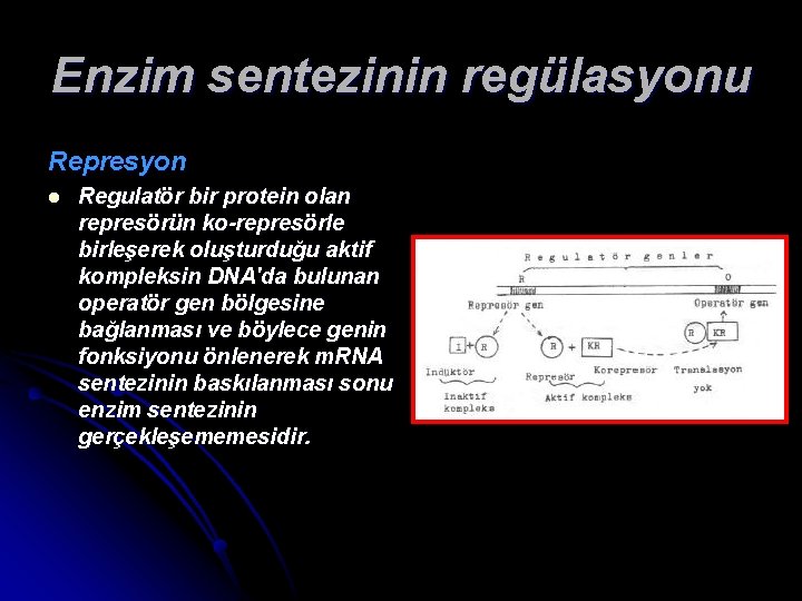 Enzim sentezinin regülasyonu Represyon l Regulatör bir protein olan represörün ko-represörle birleşerek oluşturduğu aktif