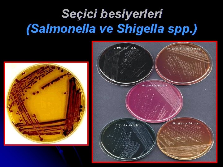 Seçici besiyerleri (Salmonella ve Shigella spp. ) 