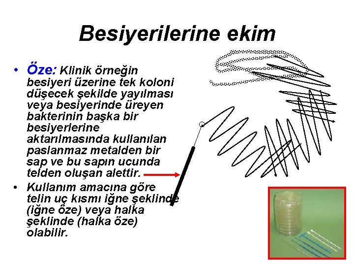 Besiyerilerine ekim • Öze: Klinik örneğin besiyeri üzerine tek koloni düşecek şekilde yayılması veya