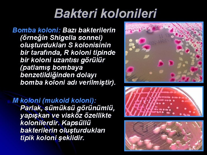 Bakteri kolonileri Bomba koloni: Bazı bakterilerin (örneğin Shigella sonnei) oluşturdukları S kolonisinin bir tarafında,