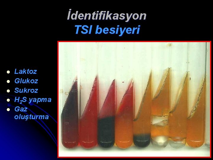 İdentifikasyon TSI besiyeri l l l Laktoz Glukoz Sukroz H 2 S yapma Gaz