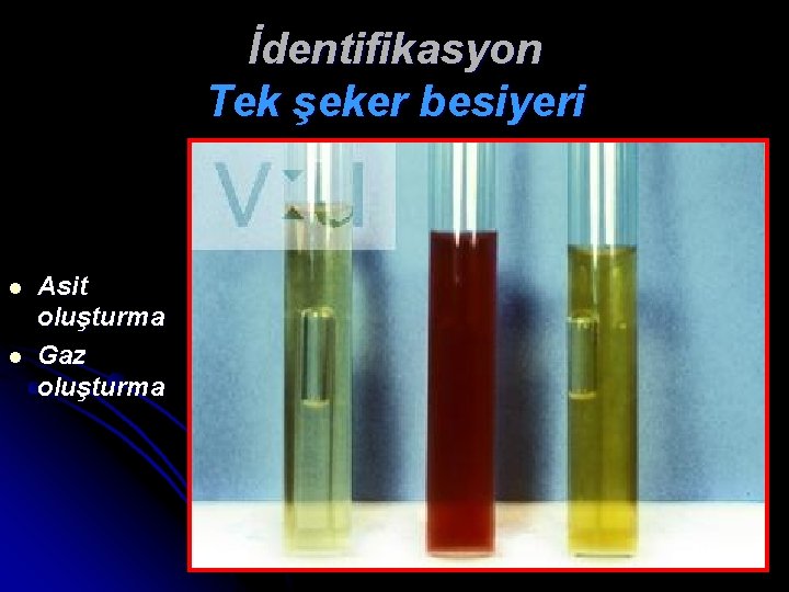 İdentifikasyon Tek şeker besiyeri l l Asit oluşturma Gaz oluşturma 