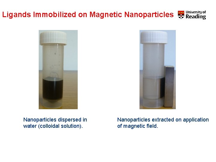 Ligands Immobilized on Magnetic Nanoparticles dispersed in water (colloidal solution). Nanoparticles extracted on application